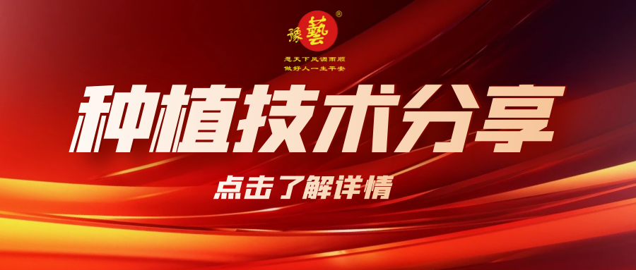 要想種出精品率高的胡蘿卜，這7點要注意！