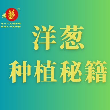 洋蔥種植秘籍：掌握這八點，種出優(yōu)質(zhì)洋蔥！